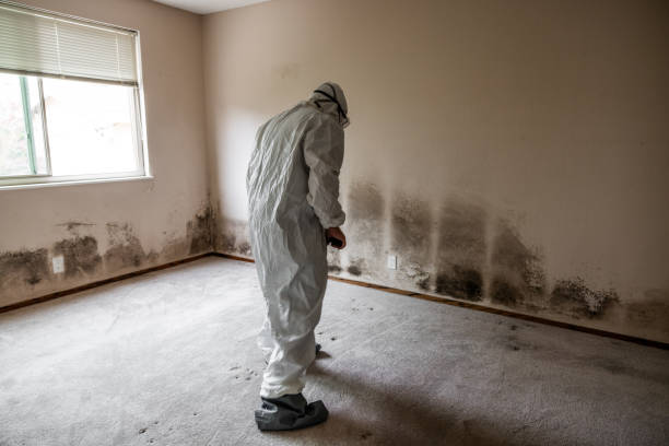 Mold Removal Process in Utica, NE